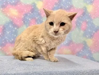 Kombucha Rubles thumbnail 3