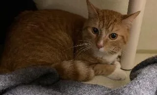 An adult medium-sized male Domestic Short Hair cat named Tails for adoption in Marion, OH