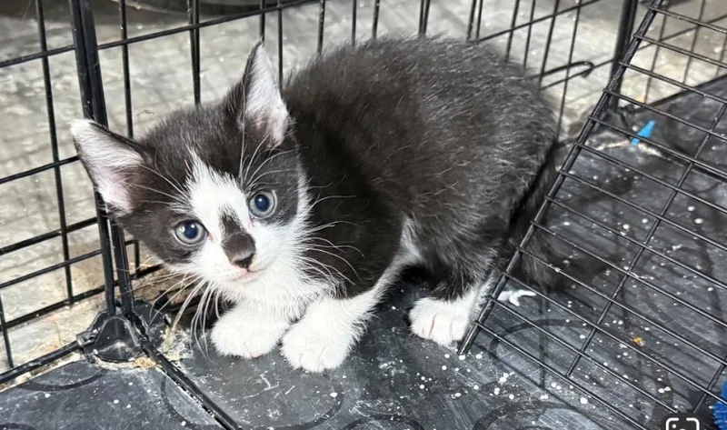 A baby medium-sized female Domestic Short Hair cat named Oreo for adoption in Johnson City, TN