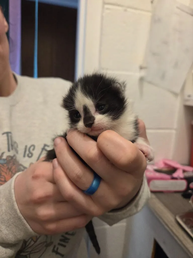 Oreo thumbnail 2