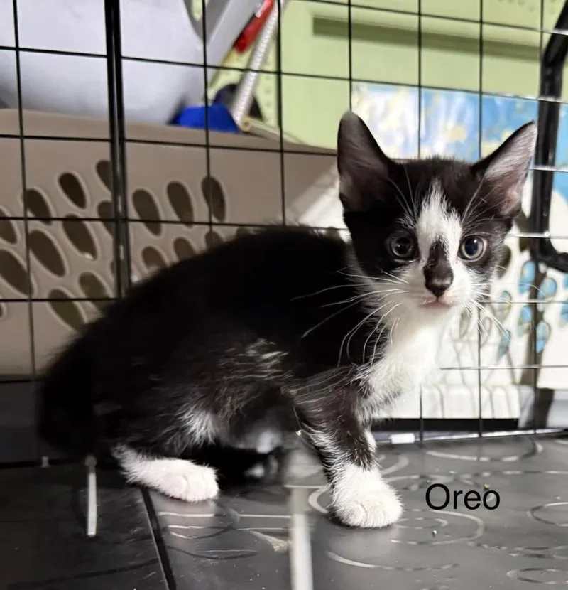 Oreo thumbnail 3
