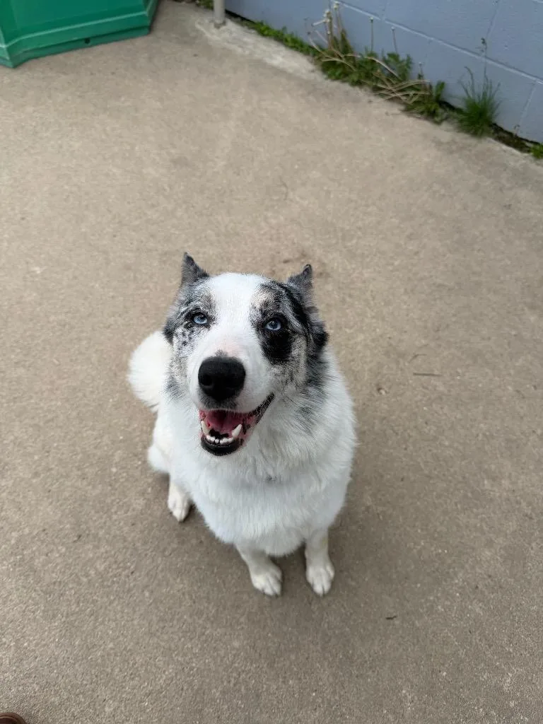 Bolt