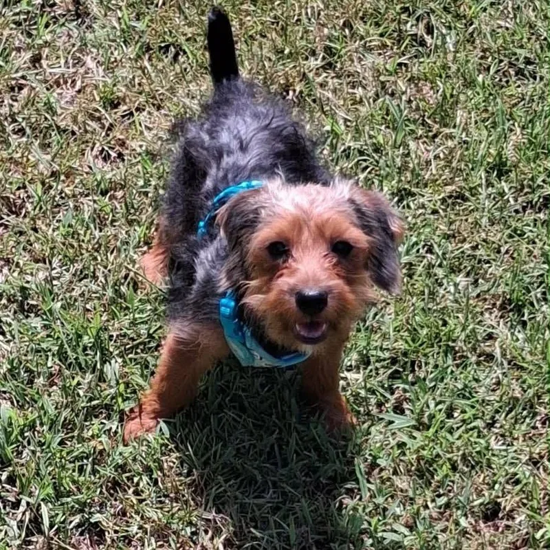 A baby small-sized male Yorkshire Terrier dog named Louie for adoption in Alexandria, VA