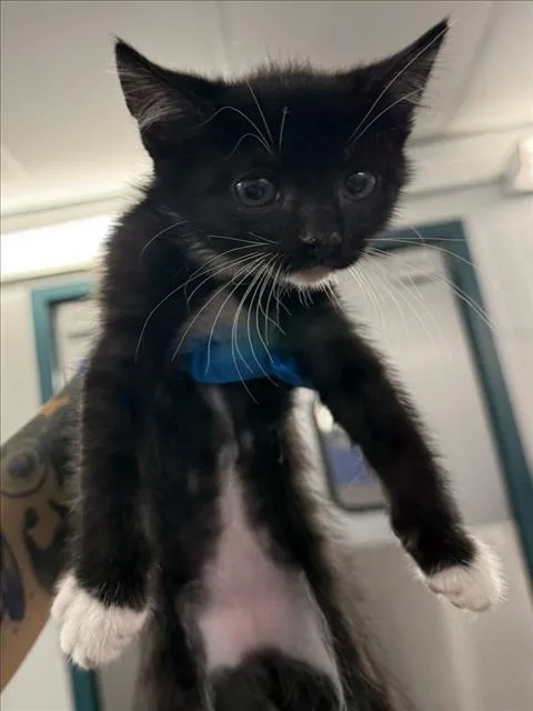 Oreo