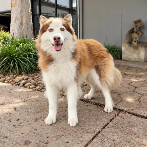 An adult medium-sized female Husky dog named Bella for adoption in Lathrop, CA
