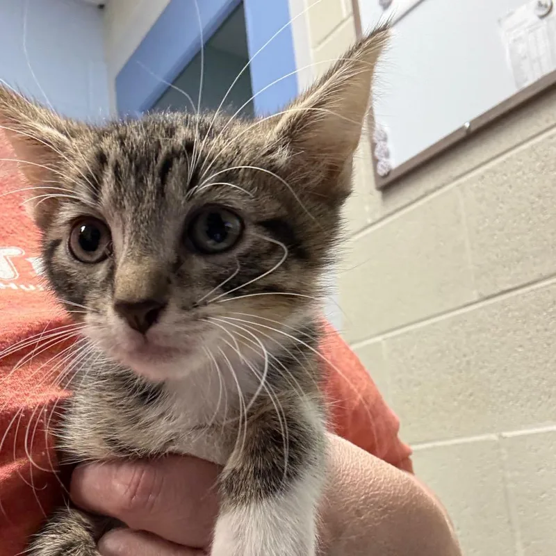 A baby small-sized male Brown / Chocolate Domestic Short Hair cat named Cookie Dough for adoption in DeKalb, IL