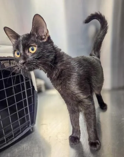 A baby small-sized female Domestic Medium Hair cat named Isabel for adoption in Fresno, CA