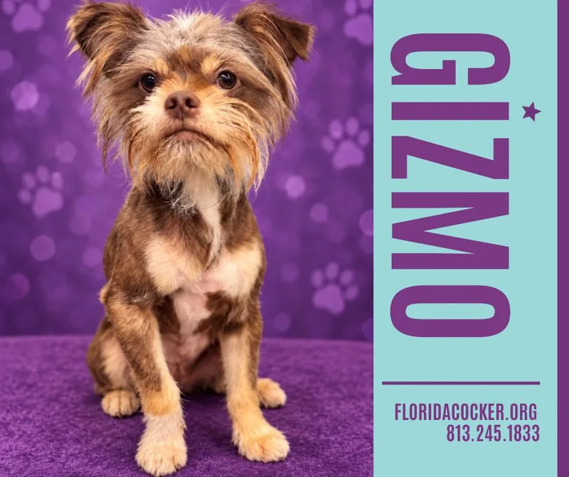An adult small-sized male Chihuahua dog named Gizmo for adoption in Land O Lakes, FL