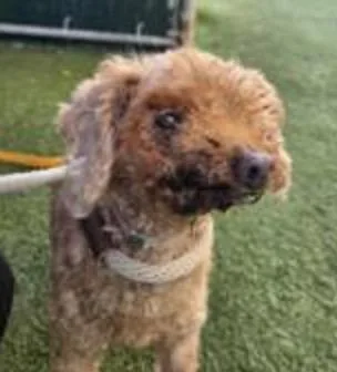 A senior small-sized female Miniature Poodle dog named Grenadine for adoption in Wingdale, NY