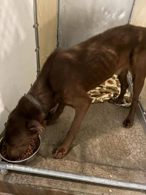 An adult large-sized male Labrador Retriever dog named Levi  Skinny Lab for adoption in Mitchell, SD