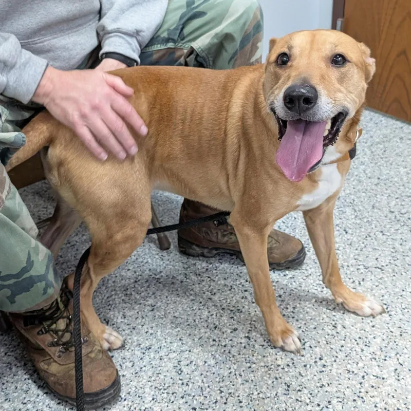 Pound Dogpuddin Courtesy Listing thumbnail 2