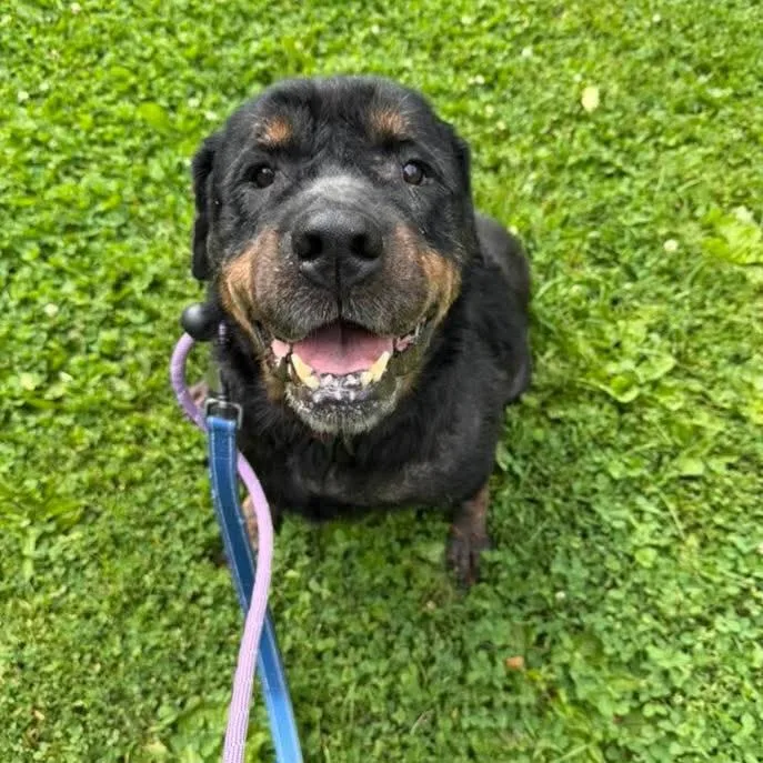 An adult large-sized female Black Rottweiler dog named Gertie for adoption in Phoenixville, PA