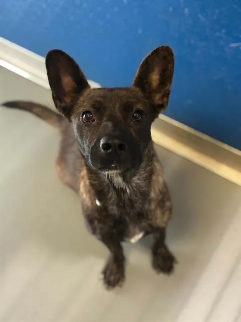 A young medium-sized female Australian Cattle Dog / Blue Heeler dog named A for adoption in Visalia, CA