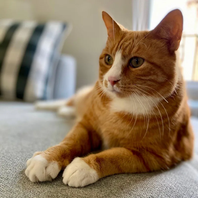 An adult medium-sized male Orange & White Domestic Short Hair cat named Hubby for adoption in Brooklyn, NY