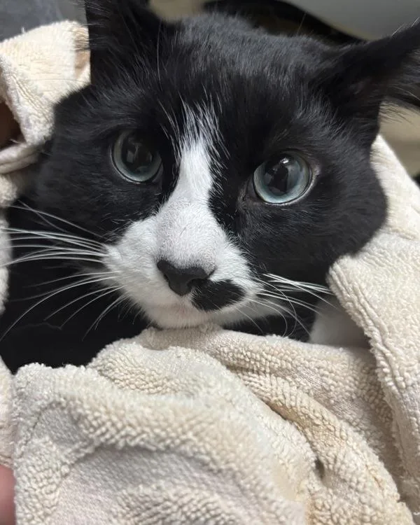 An adult medium-sized male Domestic Short Hair cat named Dan for adoption in Silverdale, WA