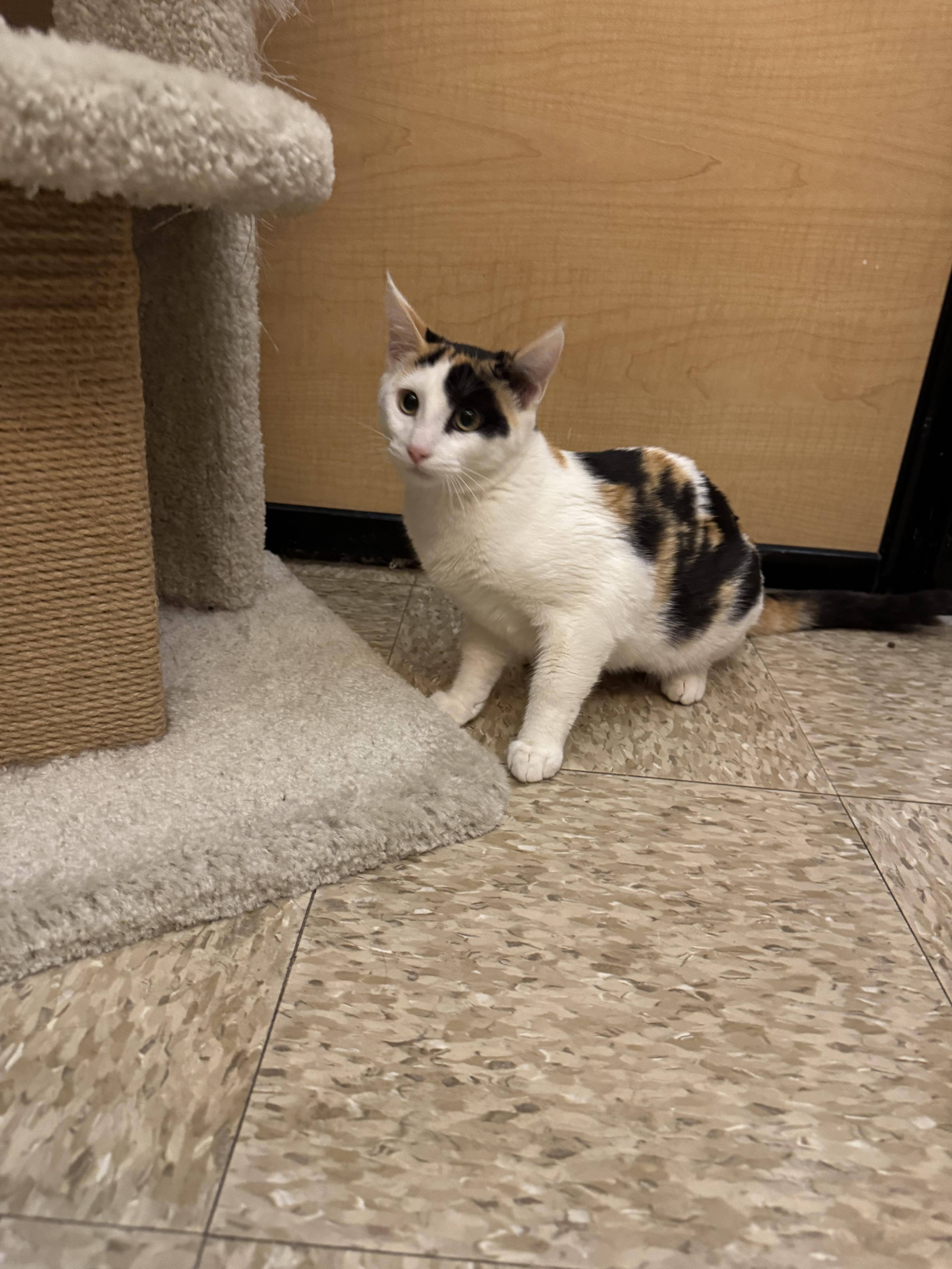 Pirate thumbnail 3