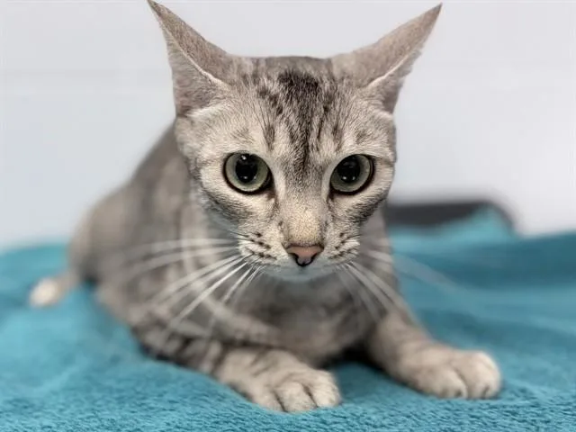 A young medium-sized female Domestic Short Hair cat named Gaia for adoption in Ames, IA
