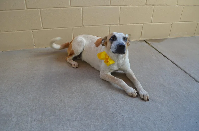 An adult medium-sized female Australian Cattle Dog / Blue Heeler named Endora for adoption in McKinney, TX
