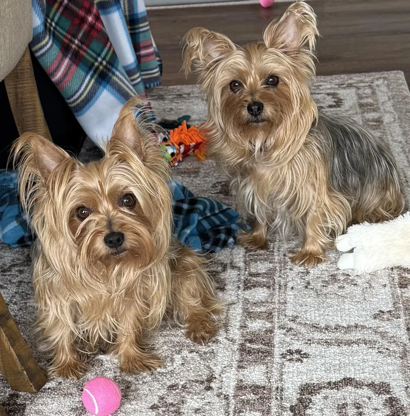 Gidget & Mouse thumbnail 2