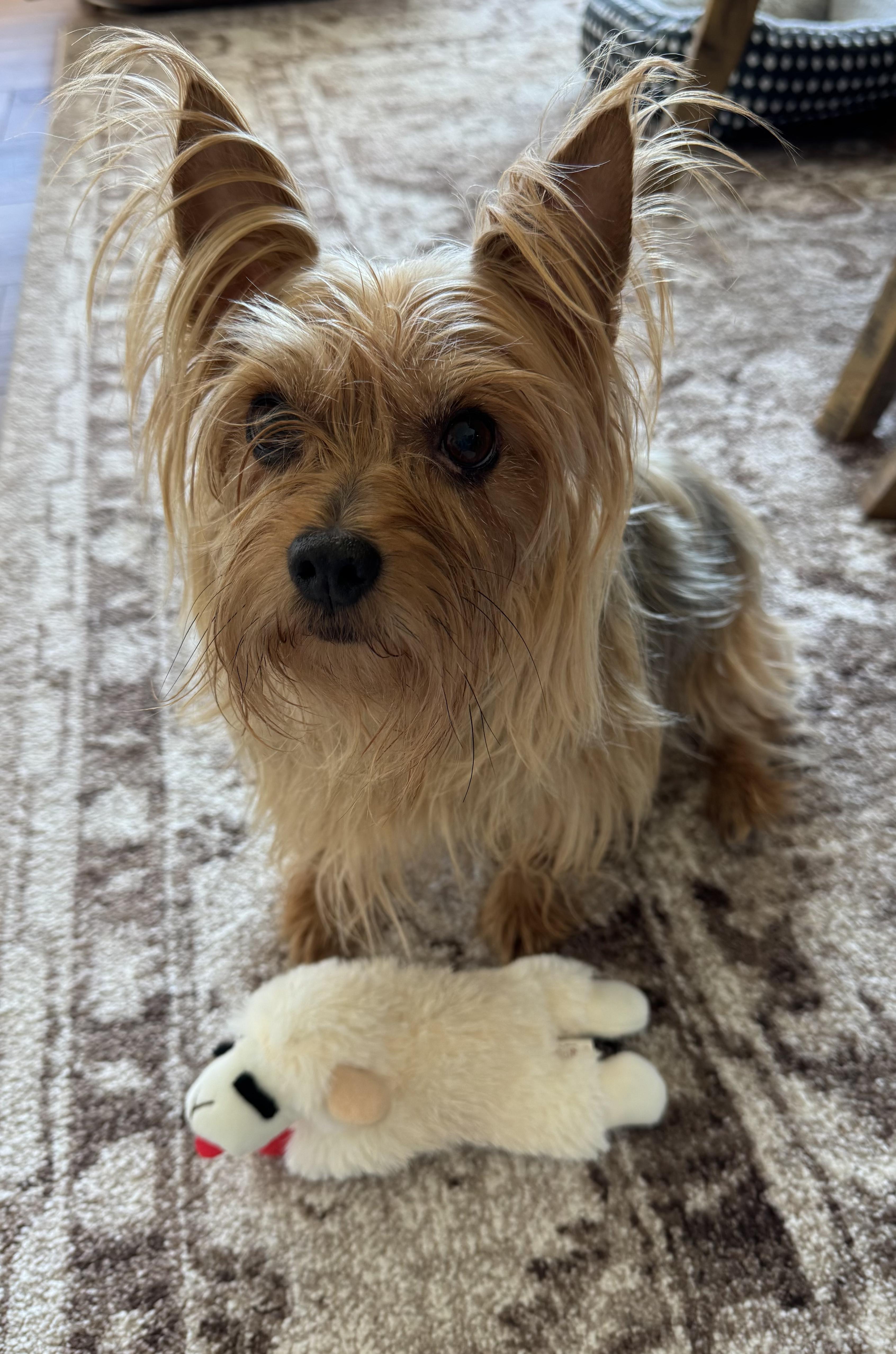 Gidget & Mouse thumbnail 4