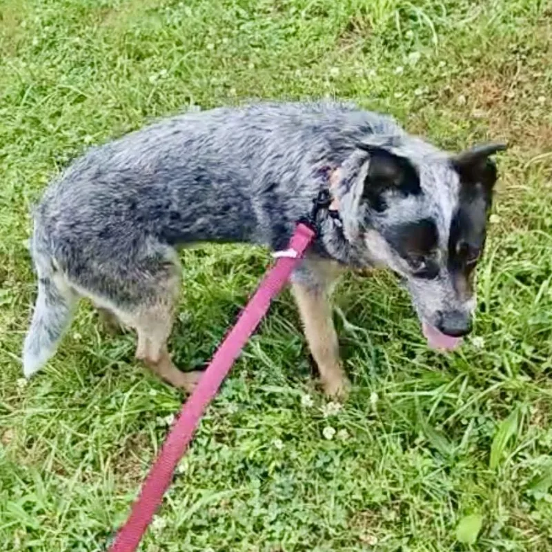 A young medium-sized male Merle (Blue) Australian Cattle Dog / Blue Heeler dog named Arlo for adoption in New York, NY