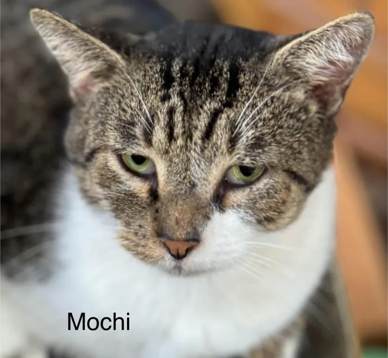 Mochi