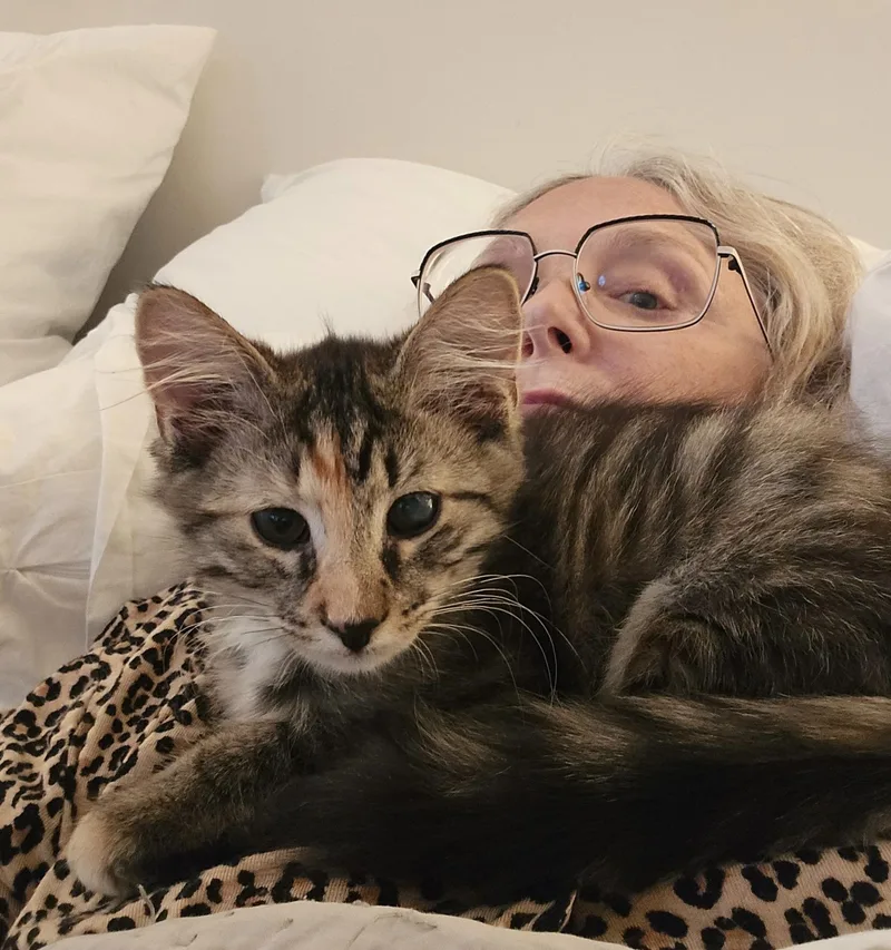 A baby medium-sized female Domestic Medium Hair cat named Pixie for adoption in Chicago, IL