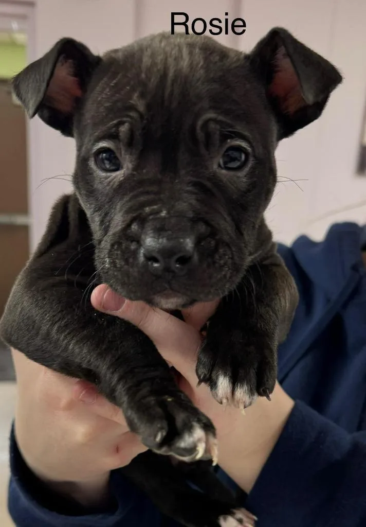 A young large-sized female Pit Bull Terrier dog named Rosie for adoption in Utica, MI