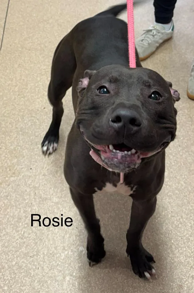 Rosie thumbnail 3