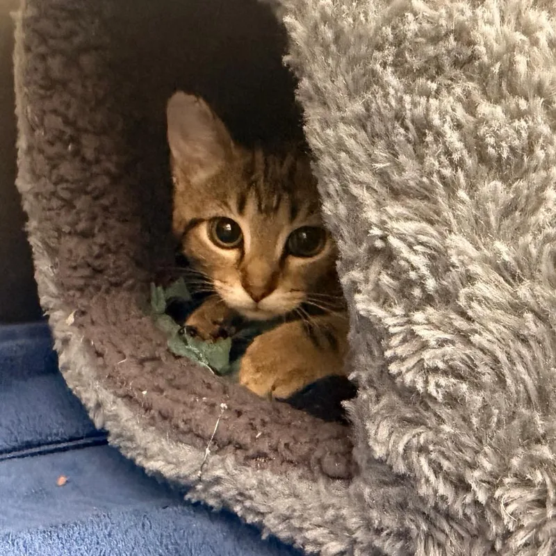 A baby small-sized female Domestic Short Hair cat named Skedaddle for adoption in Indianapolis, IN