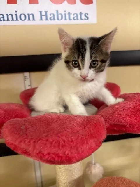 A baby small-sized male Domestic Short Hair cat named Bear for adoption in Agoura, CA