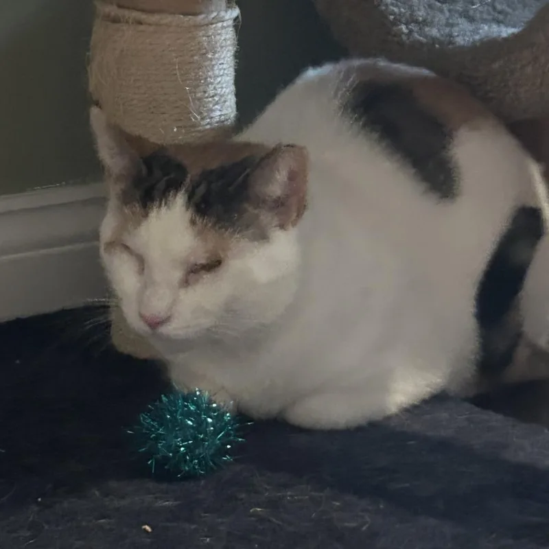 A young small-sized female Calico Domestic Short Hair cat named Phoebe Super Bubbles for adoption in Westport, CT