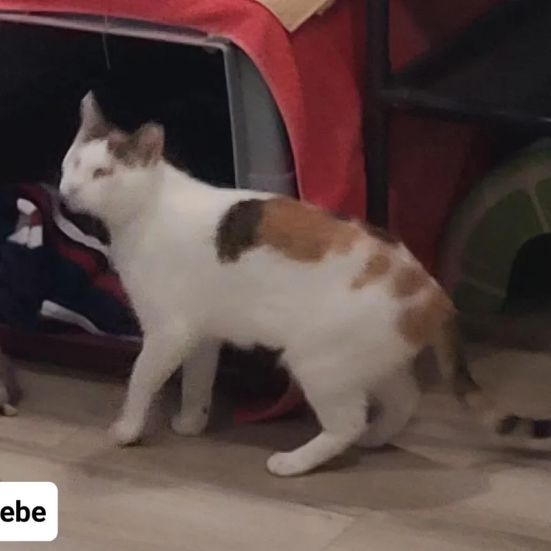 Phoebe Super Bubbles  thumbnail 2