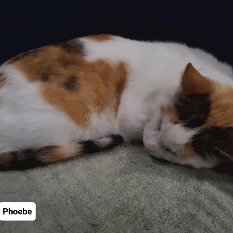 Phoebe Super Bubbles  thumbnail 3