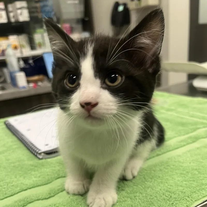A baby small-sized male Domestic Short Hair cat named Cardinal for adoption in Hinsdale, IL