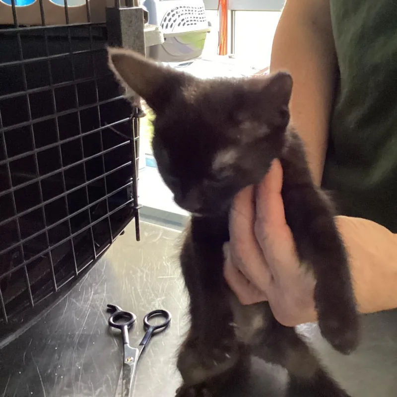 A baby small-sized male Black Domestic Short Hair cat named Fram for adoption in Montgomery, AL