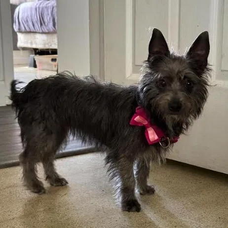A young small-sized female Cairn Terrier dog named Dorothy for adoption in Palm Harbor, FL