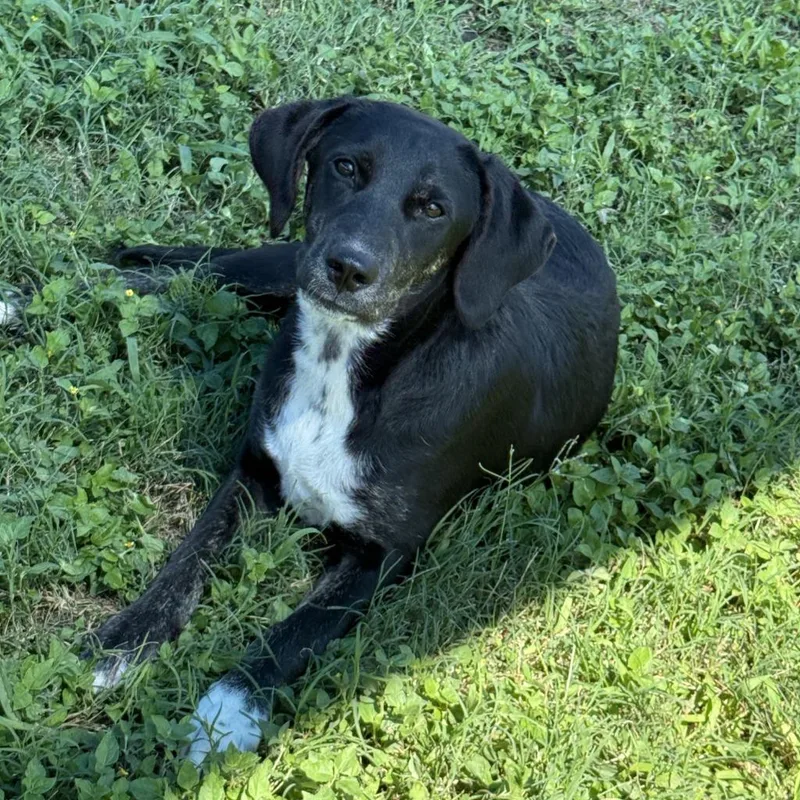 A baby medium-sized female Labrador Retriever dog named Mary for adoption in Brenham, TX