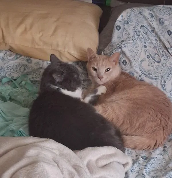 Gracie  Bonded Buddy thumbnail 2