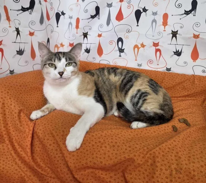 An adult medium-sized female Calico Domestic Short Hair cat named Emily for adoption in Memphis, TN