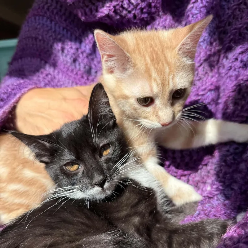 A baby medium-sized male Black & White / Tuxedo Domestic Short Hair cat named Earl and Luciano brothers for adoption in Portland, OR