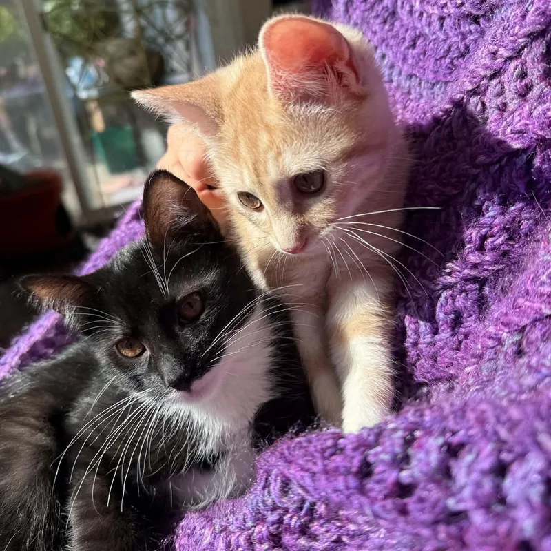 Earl and Luciano brothers thumbnail 3