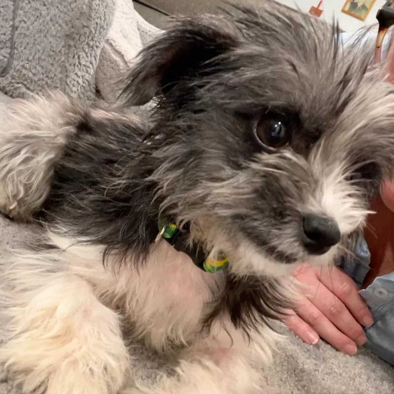 An adult small-sized female Gray / Blue / Silver Yorkshire Terrier dog named Rixsie for adoption in Raleigh, NC