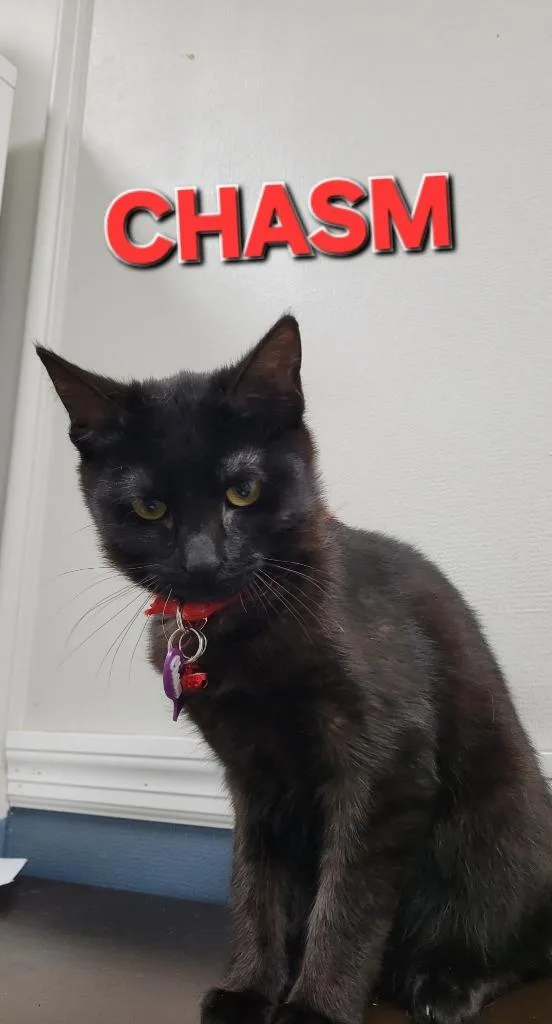 A baby medium-sized female Domestic Short Hair cat named Chasm for adoption in Rome, GA