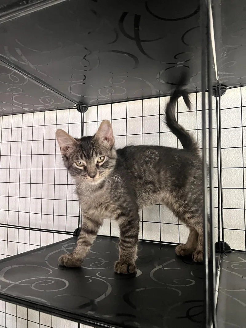 A baby medium-sized male Domestic Short Hair cat named Rocky for adoption in Reno, NV
