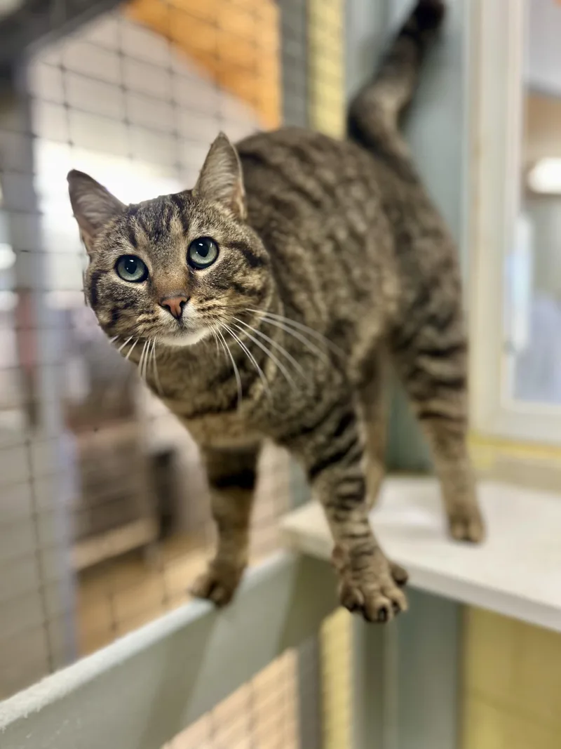A young medium-sized female Brown / Chocolate Domestic Short Hair cat named Tigress for adoption in Dayton, OH
