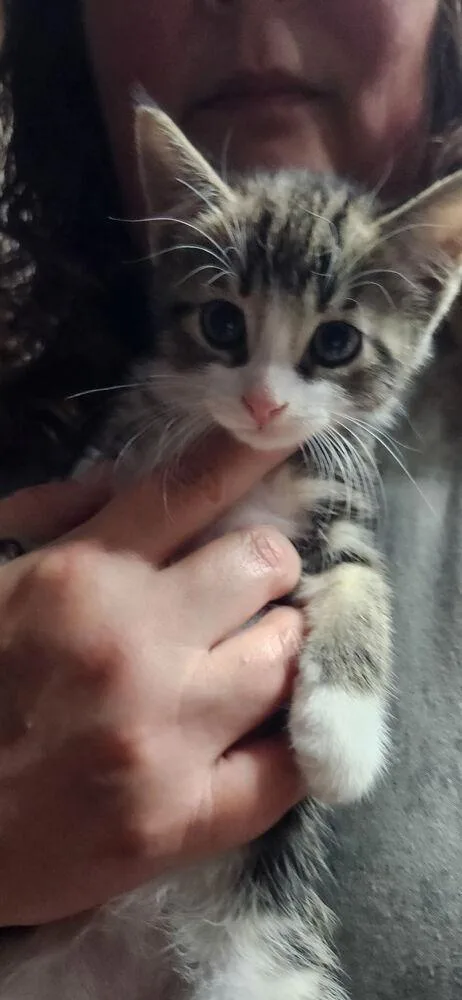 A baby small-sized male Domestic Medium Hair cat named Crowley for adoption in Hudson, NH