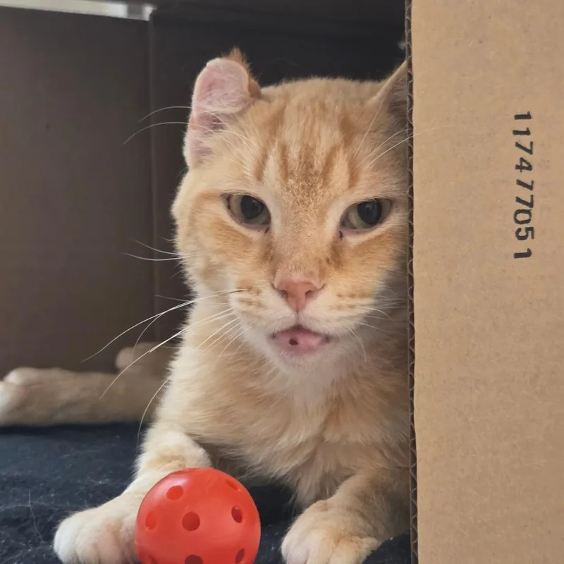 An adult medium-sized male Orange / Red Domestic Short Hair cat named TeeKay for adoption in Ballston Spa, NY