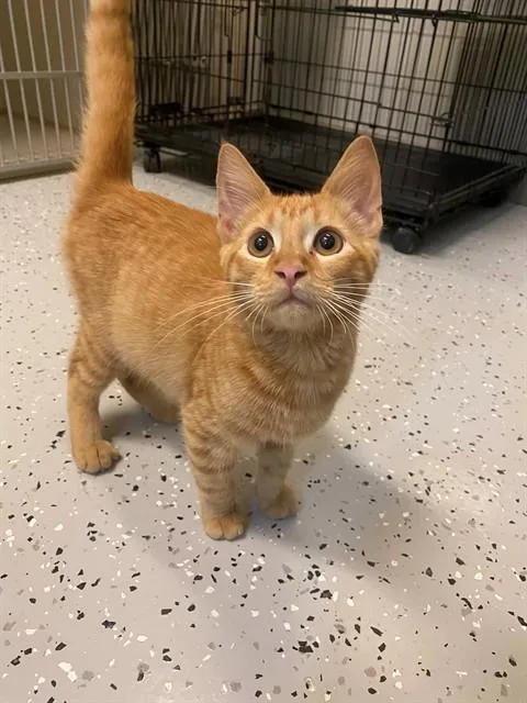 A young medium-sized male Domestic Short Hair cat named Bigeyes for adoption in Forney, TX