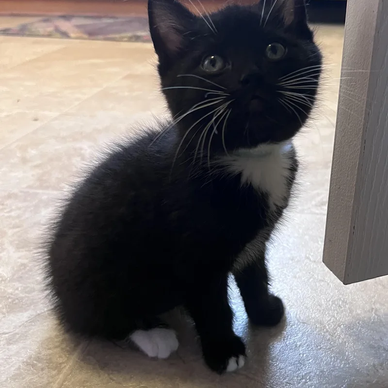 A baby medium-sized male Black & White / Tuxedo Tuxedo cat named Timothy for adoption in Pasco, WA